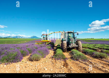 Arbeitnehmer mit der Ernte beginnen erste Zeilen von Lavendel in einem Feld Anfang Juli auf dem Plateau de Valensole in der Nähe von Puimoisson, Provence-Alpes-Côte d'Azur, Fran Stockfoto