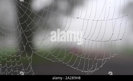 Winter Nebel Bejeweling ein Spinnen Web. Exeter Krematorium, Devon, Großbritannien. Stockfoto