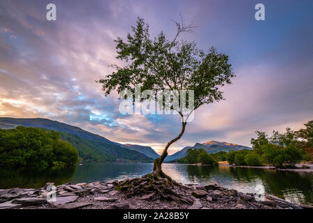 Der einsame Baum am Llyn Padarn in Wales in der Dämmerung mit den Sonnenaufgang in den Himmel Stockfoto