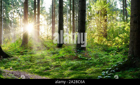 Schönen Wald an einem Morgen im Frühling mit hellen Sonnenlicht durch die Bäume Stockfoto
