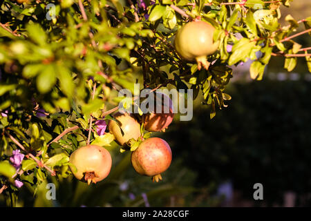 Reife Granatäpfel, Punica granatum, Hand aus einem Zweig auf ihrem Baum. Beide sind in der frühen Abendsonne getaucht und lecker aussehen Stockfoto