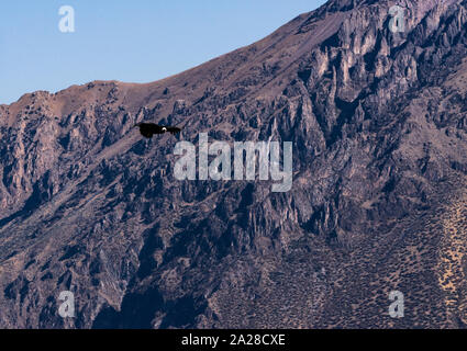 Colca Canyon, Flying Condor, Arequipa, Anden, Peru, Südamerika. Stockfoto