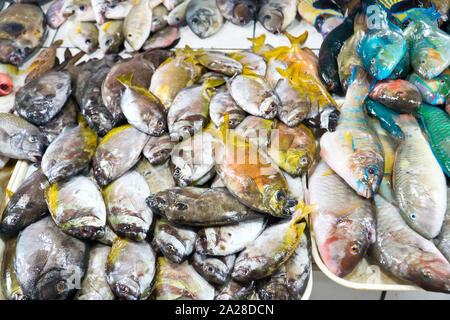 Sortiment an frischen Fisch an der Fischhändler. Tropische Fische in einem Seafood speichern. Frische Meeresfrüchte Markt in Asien. Stockfoto