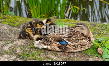 Eine weibliche Stockente und ihre Brut von duckings im Dorf Horsholm, Dänemark. Stockfoto