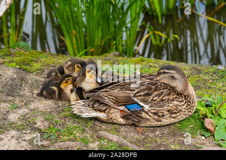 Eine weibliche Stockente und ihre Brut von duckings im Dorf Horsholm, Dänemark. Stockfoto