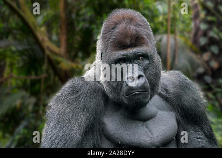 Westlicher Flachlandgorilla (Gorilla Gorilla Gorilla) männlicher Silberrücken, der im tropischen Regenwald in Zentralafrika beheimatet ist. Digitales Composite. Stockfoto