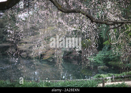 Niederlassungen der Kirschblüten im Frühling auf dem Hintergrund der Teich im Park Stockfoto