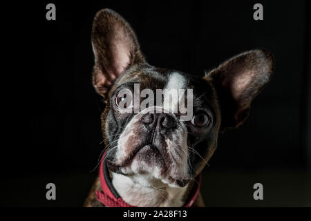 Closeup Portrait von schöne Boston Terrier reine Rasse lustiges Gesicht Stockfoto