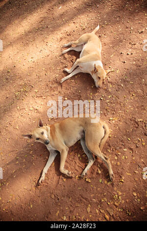 Zwei große streunende Hunde von roter Farbe liegen auf trockenem Boden Stockfoto