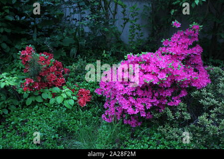 Zwei verschiedene Azaleen blühen in einem Garten in Recklinghausen, Deutschland Stockfoto