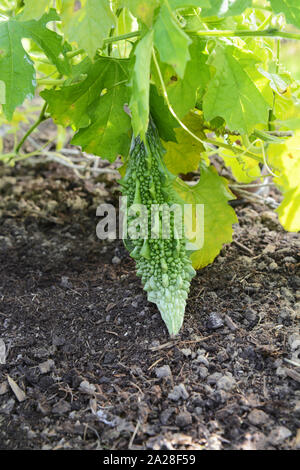 Balsam Birne - bitter Melone - hängt unter grünen Laub von einem grünen Weinstock, wächst auf einem Gitter Stockfoto