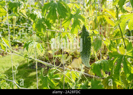 Bitter Melone - momordica charantia - eine ungewöhnliche tropische Pflanze in einem Gemüsegarten wachsen Stockfoto