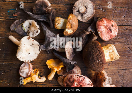 Nahaufnahme der verschiedenen Arten von Frische, rohe Pilze aus dem Wald im Herbst in Katalonien, Spanien; Stockfoto