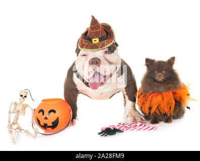 Männliche amerikanische Bully und spitz vor weißem Hintergrund Stockfoto