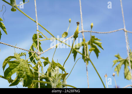 Kleine bitter Melone starten zu entwickeln; zart grünen Weinstock klettern Garn Verrechnung vor blauem Himmel Stockfoto