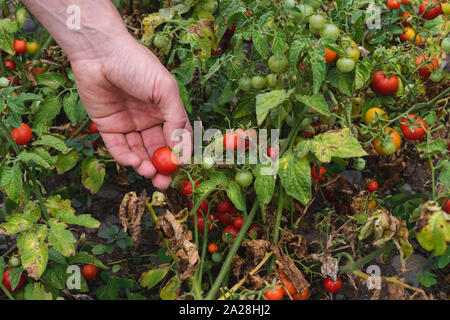 Des Menschen Hand pflücken reif Cherry Tomaten in den Obstgarten. Stockfoto
