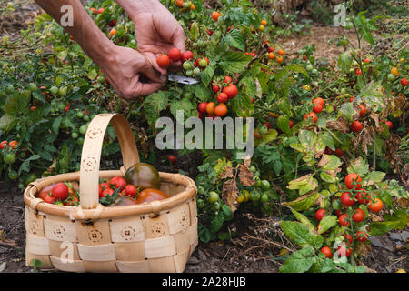 Reife Tomaten pflücken von Hand in Holz- Korb. Stockfoto
