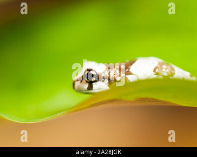 Amazon Milch Laubfrosch - Trachycephalus resinifictrix Stockfoto