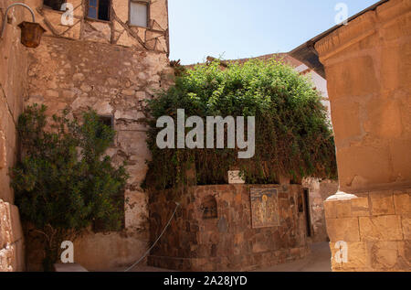 Burning Bush sagte, durch Mose im Alten Testament im Katharinenkloster gesehen zu werden. Stockfoto