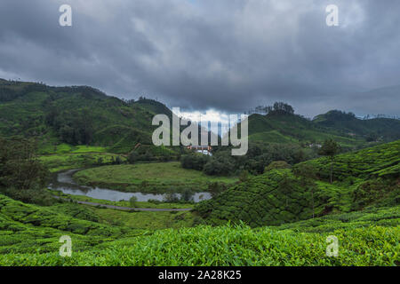 Teeplantage in der Nähe von Munnar Hill Station, Kerala, Indien Stockfoto