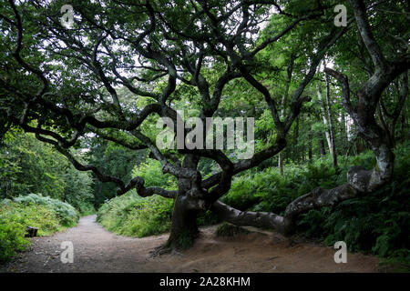 Knorrige alte Platane Baum auf einem Wald Weg Stockfoto