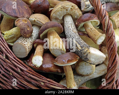 Nahaufnahme der frische Pilze im Korb isoliert auf weißem Hintergrund Stockfoto