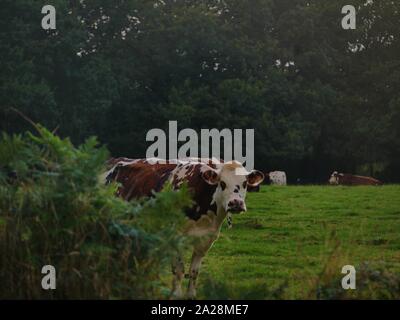 Vache dans un-Prés, troupeau de Vaches, vache à lait, vache ein VIANDE, vache Breton, vache qui broute de l herbe Stockfoto