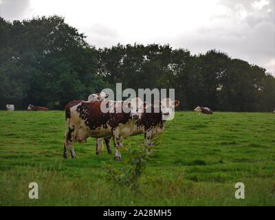 Vache dans un-Prés, troupeau de Vaches, vache à lait, vache ein VIANDE, vache Breton, vache qui broute de l herbe Stockfoto