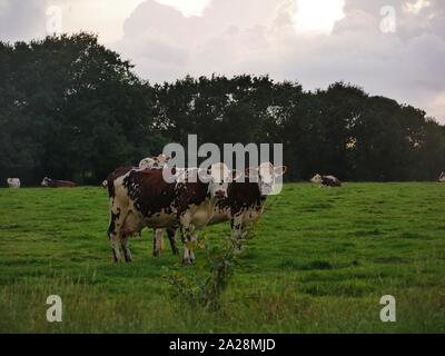 Vache dans un-Prés, troupeau de Vaches, vache à lait, vache ein VIANDE, vache Breton, vache qui broute de l herbe Stockfoto