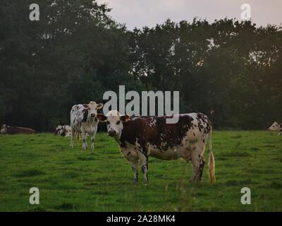 Vache dans un-Prés, troupeau de Vaches, vache à lait, vache ein VIANDE, vache Breton, vache qui broute de l herbe Stockfoto