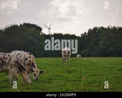 Vache dans un-Prés, troupeau de Vaches, vache à lait, vache ein VIANDE, vache Breton, vache qui broute de l herbe Stockfoto