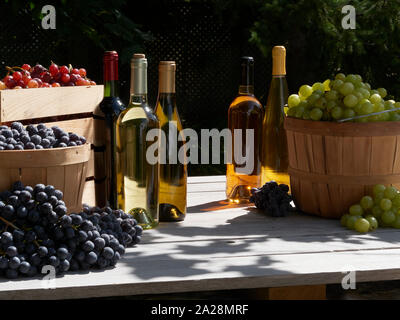 Ein Garten Ernte Schuß von Rot, Grün und Blau Trauben ausserhalb in Körbe in der Sonne mit Flaschen Rot- und Weißwein Stockfoto