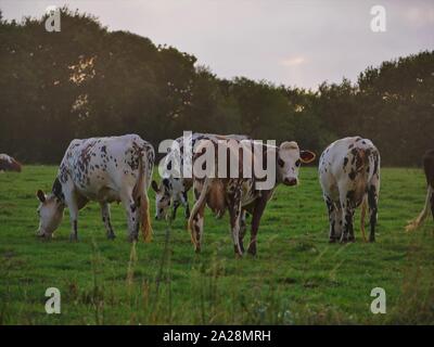 Vache dans un-Prés, troupeau de Vaches, vache à lait, vache ein VIANDE, vache Breton, vache qui broute de l herbe Stockfoto