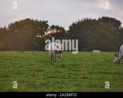 Vache dans un-Prés, troupeau de Vaches, vache à lait, vache ein VIANDE, vache Breton, vache qui broute de l herbe Stockfoto