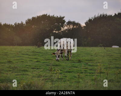 Vache dans un-Prés, troupeau de Vaches, vache à lait, vache ein VIANDE, vache Breton, vache qui broute de l herbe Stockfoto