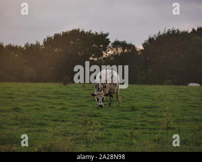 Vache dans un-Prés, troupeau de Vaches, vache à lait, vache ein VIANDE, vache Breton, vache qui broute de l herbe Stockfoto