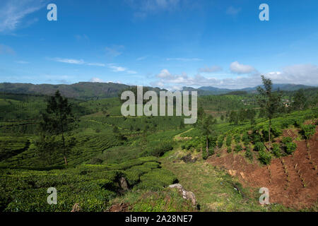 Teeplantage in der Nähe von devikulam in Munnar Hill Station, Kerala, Indien Stockfoto