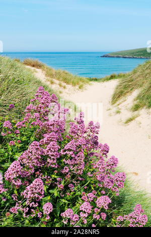 Sporn Baldrian in den Sanddünen am Strand Crantock, Cornwall, England, Großbritannien, Großbritannien wächst. Stockfoto