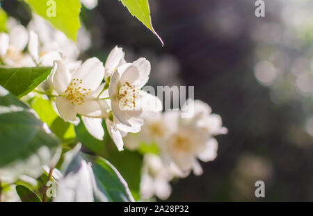 Nahaufnahme des süssen Mock-orange (Cornus alba 'Sibirica coronarius) Blumen in den milden Abend Sommer Sonnenlicht. Natur Hintergrund mit englischen Hartriegel Blumen. Weiches d Stockfoto