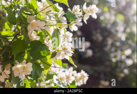 Nahaufnahme des süssen Mock-orange (Cornus alba 'Sibirica coronarius) Blumen in den milden Abend Sommer Sonnenlicht. Natur Hintergrund mit englischen Hartriegel Blumen. Weiches d Stockfoto