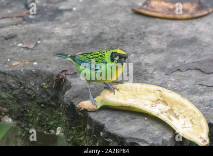 Grün-gold Tanager (Tangara), schrankii Copalinga, Podocarpus-nationalpark, Zamora, Ecuador Stockfoto