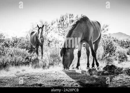 Wilde Pferde Fütterung auf trockenem Gras am unteren Salt River Recreation Area des Tonto National Forest, Arizona. Stockfoto