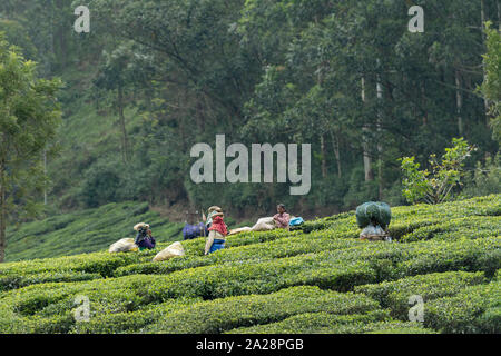 Arbeitnehmer zupfen Teeblätter am Tee Plantage bei Munnar, Kerala, Indien Stockfoto