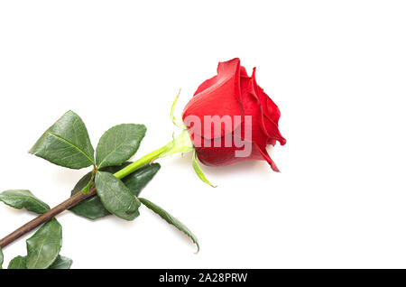 Close-up Bud der roten Rose isoliert auf weißem Hintergrund Stockfoto