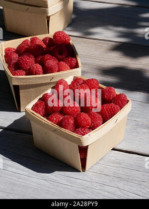 Kleine Körbe von Farmers Market ready Pints, 550 ml, der frisch gepflückte Himbeeren auf einen Garten Arbeitstisch in der Sonne Stockfoto