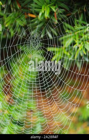 Winter Nebel Bejeweling ein Spinnen Web. Exeter Krematorium, Devon, Großbritannien. Stockfoto