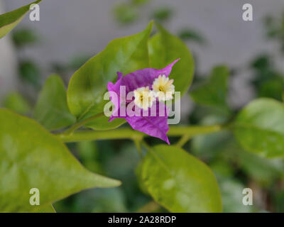 Bougainvillea-Pflanze in voller Blüte Stockfoto