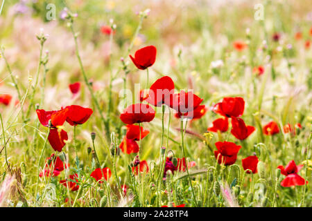 Natur Mohnblumen im grünen Feld Stockfoto