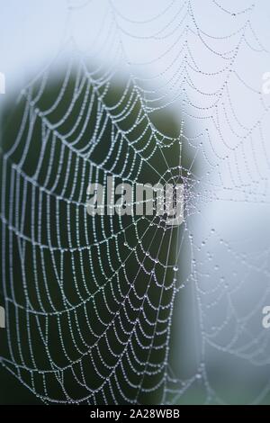 Winter Nebel Bejeweling ein Spinnen Web. Exeter Krematorium, Devon, Großbritannien. Stockfoto