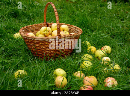 Weidenkorb mit Äpfeln in der Dicke grüne Gras, ein paar Früchte um den Korb verstreut. Stockfoto